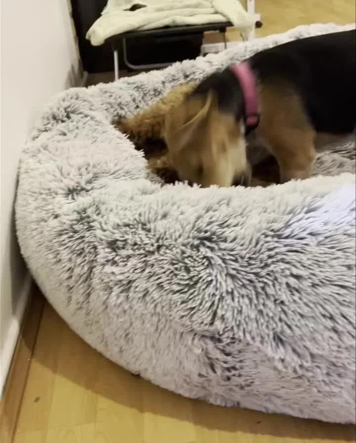 A relaxed dog tucked into a soft bed