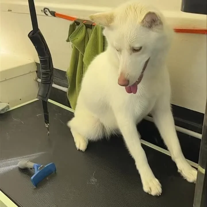 A freshly groomed white dog