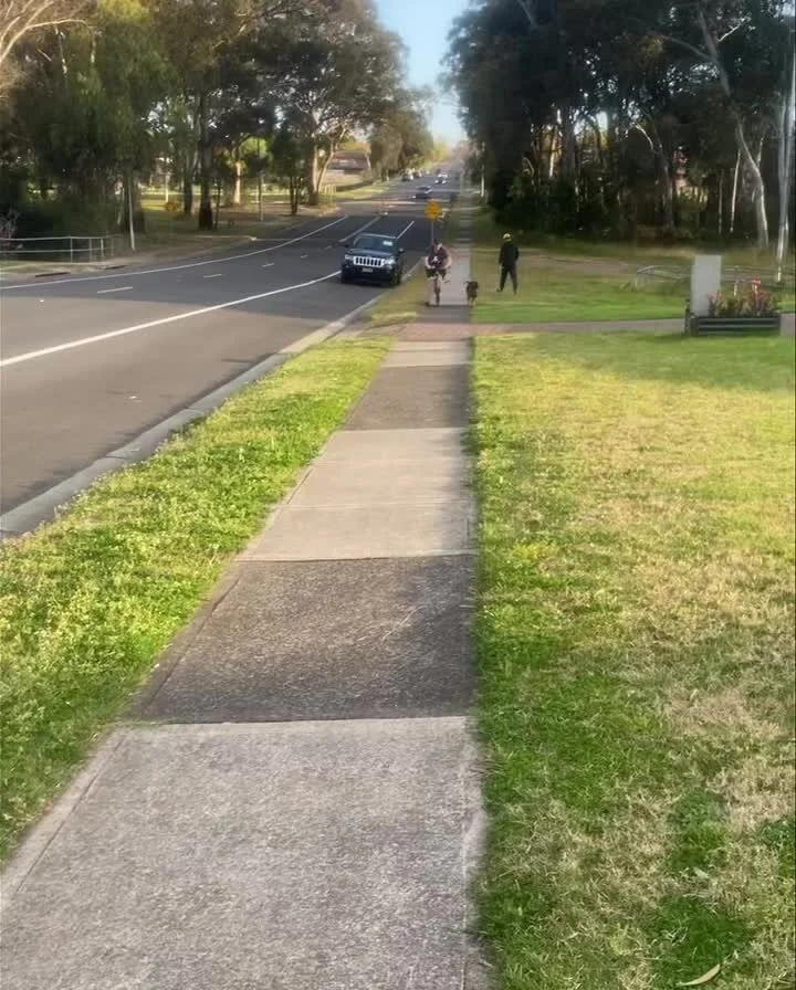A dog enjoying a neighbourhood walk