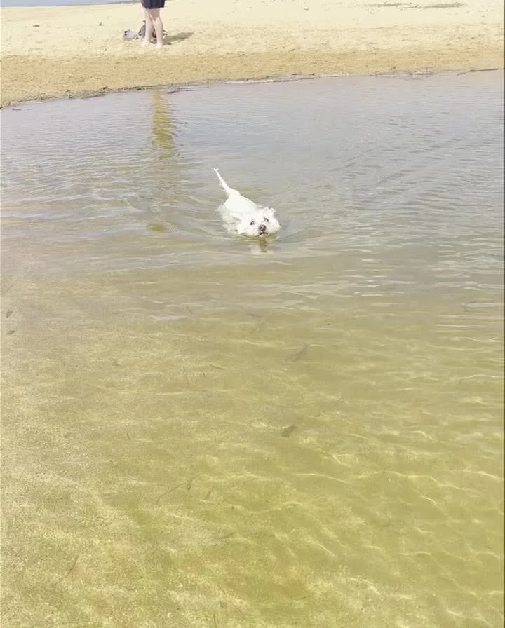 A dog enjoying the water
