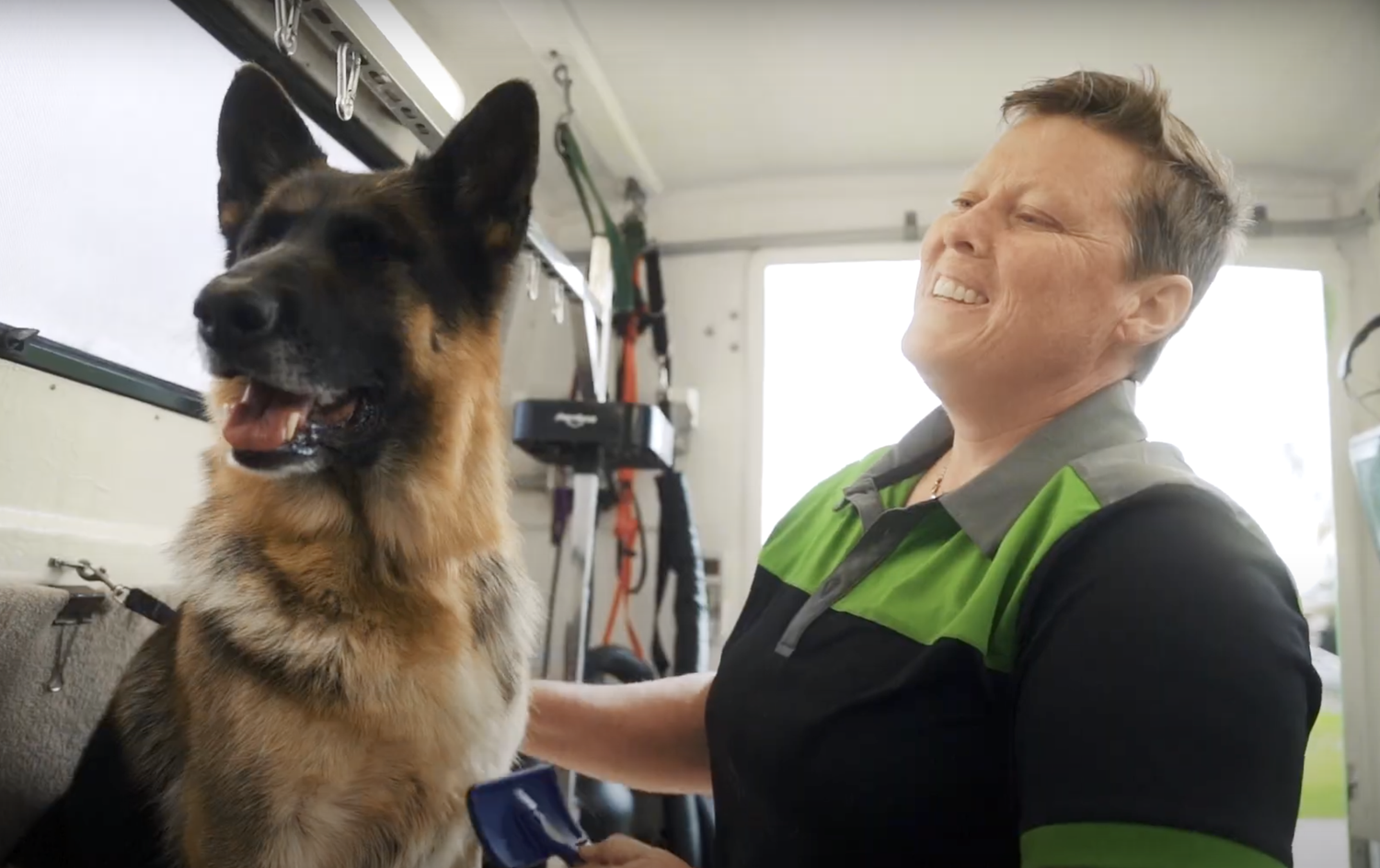 A German Shepherd receiving a de-shed treatment